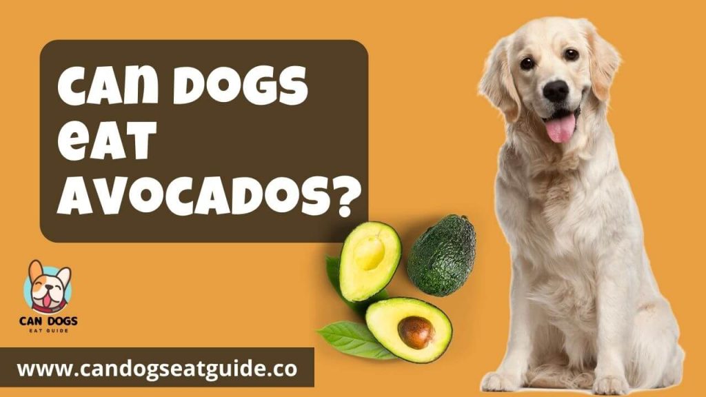 can dogs eat avocados