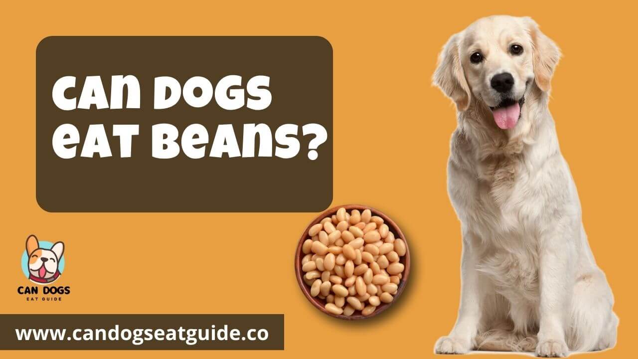 Can Dogs Eat Beans