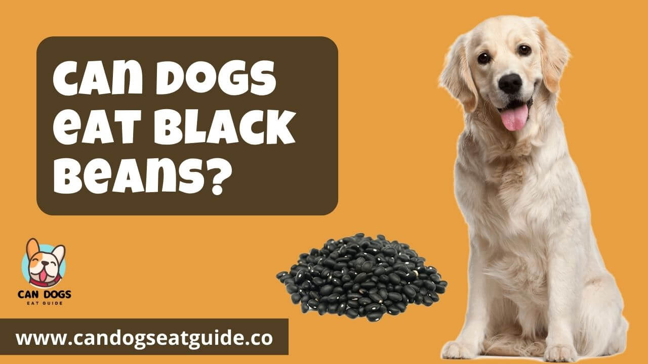 Can Dogs Eat Black Beans