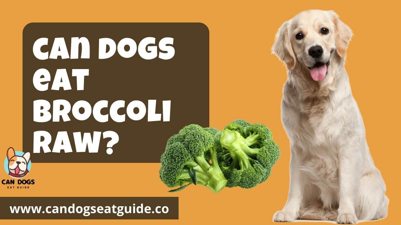 can dogs eat broccoli raw