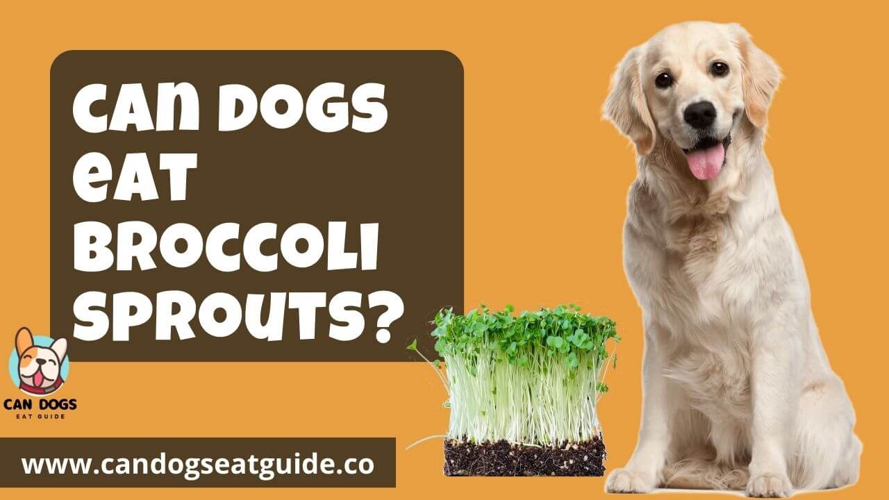 can dogs eat broccoli sprouts