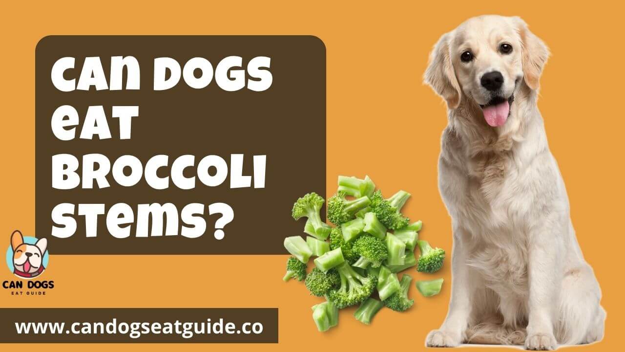 can dogs eat broccoli stems