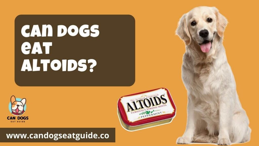Can Dogs Eat Altoids
