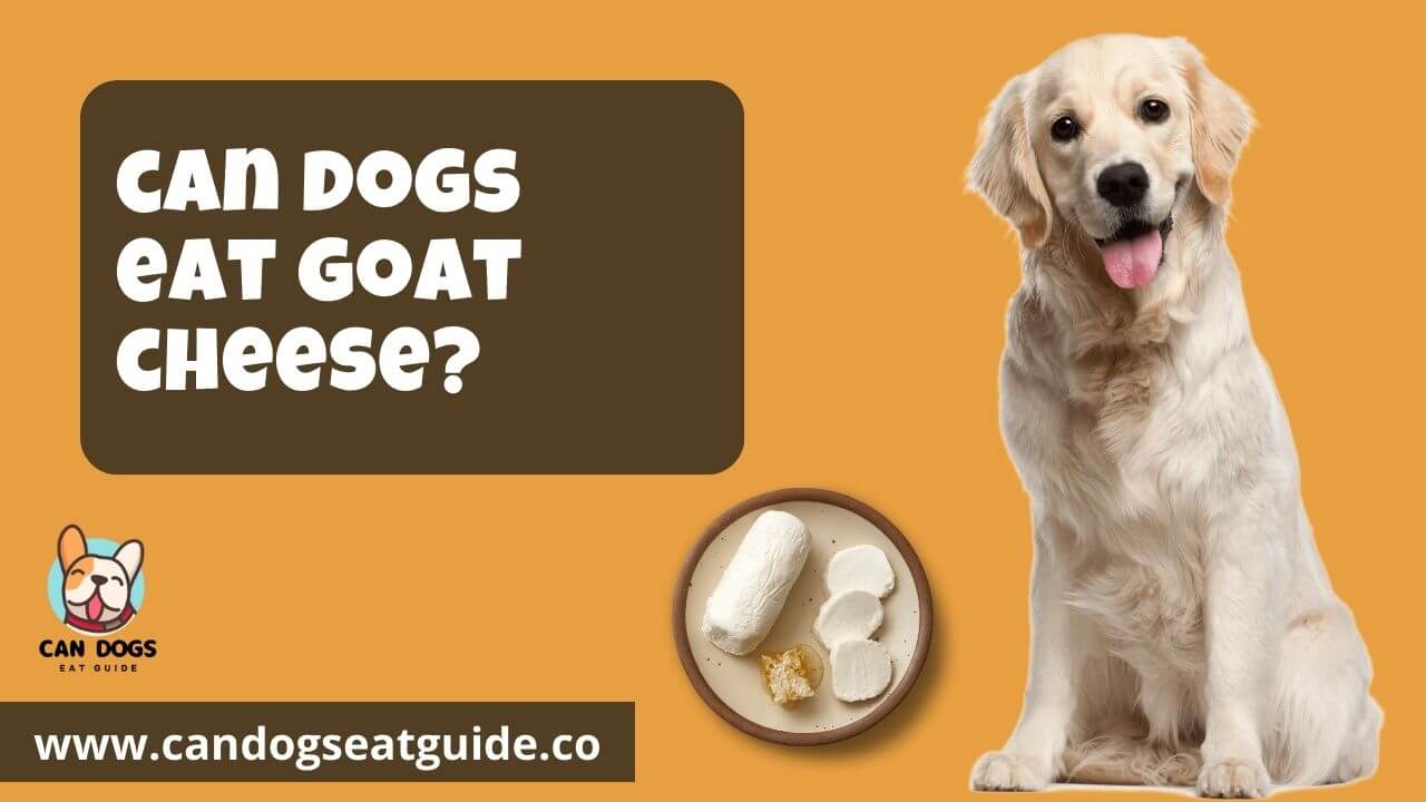 Can Dogs Eat Goat Cheese