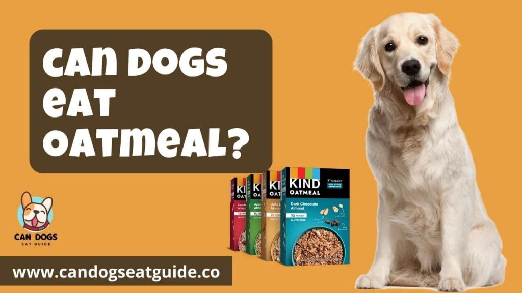 Can Dogs Eat Oatmeal
