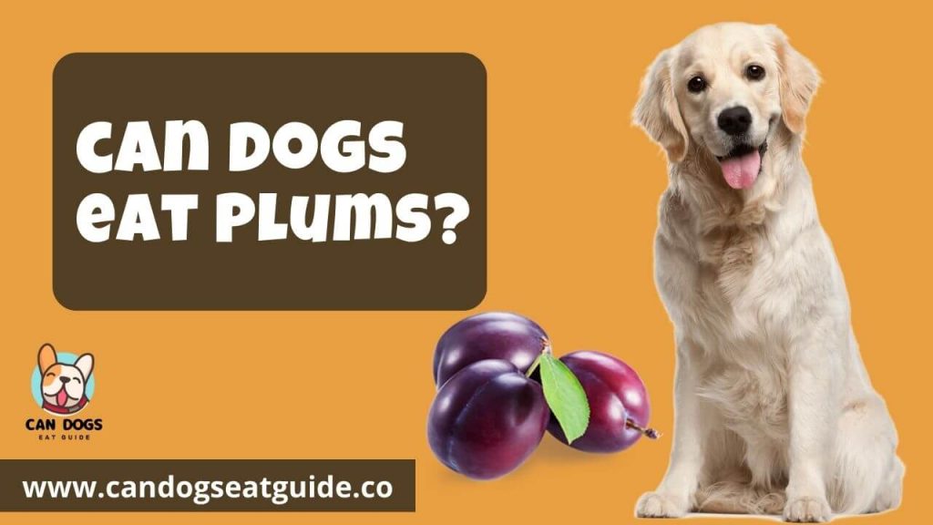 Can Dogs Eat Plums