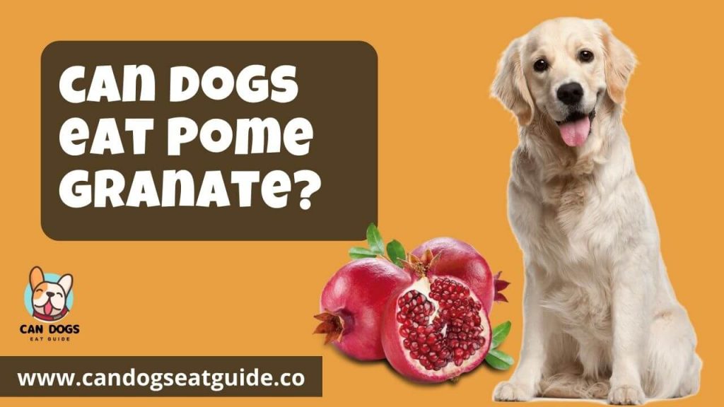 Can Dogs Eat Pomegranate