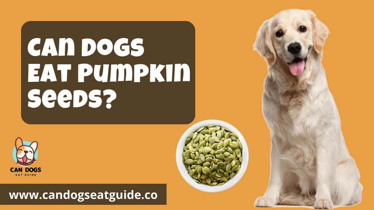 Can Dogs Eat Pumpkin Seeds