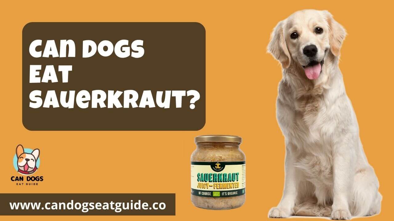 Can Dogs Eat Sauerkraut