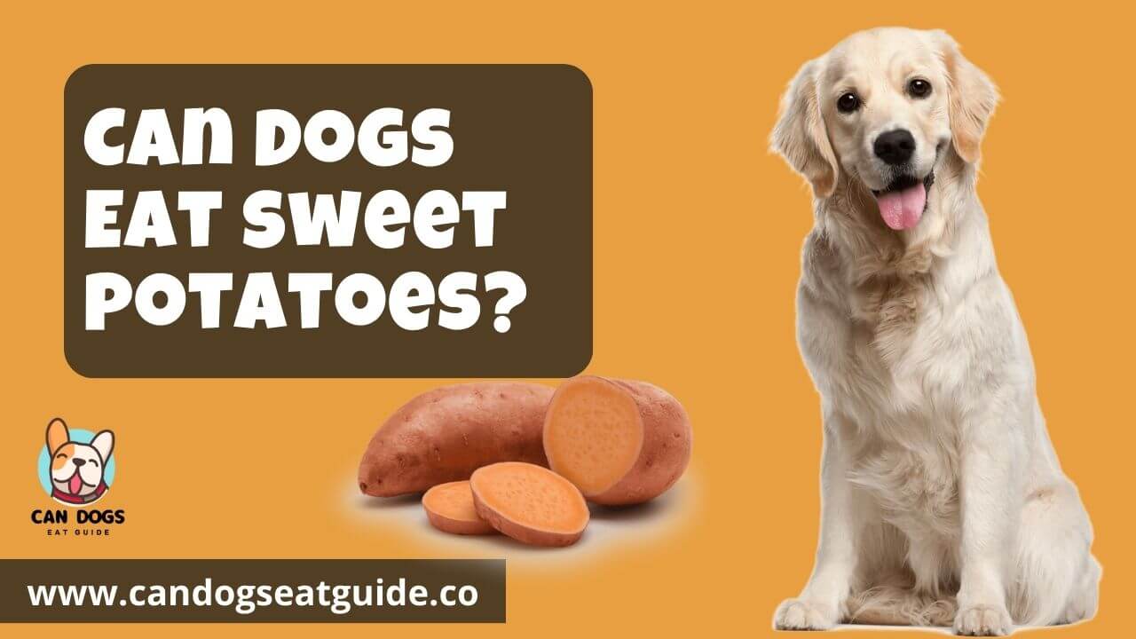 Can Dogs Eat Sweet Potatoes