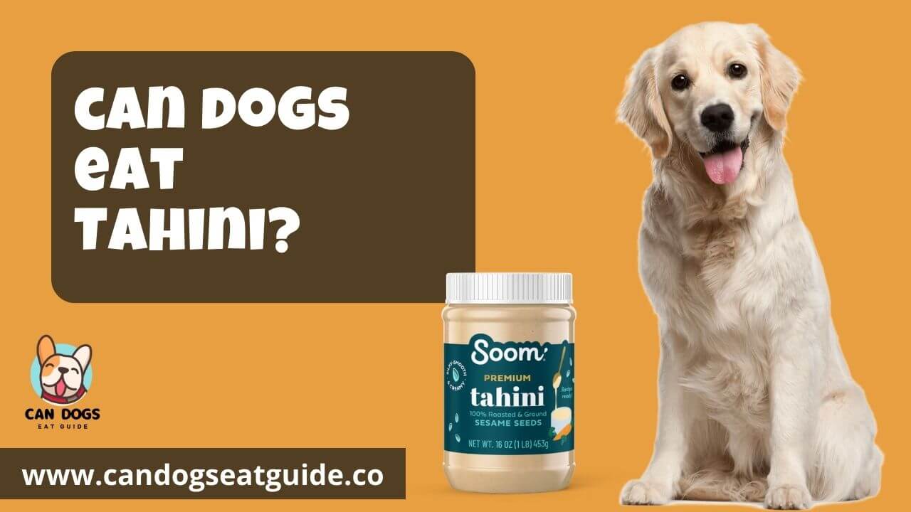 Can Dogs Eat Tahini