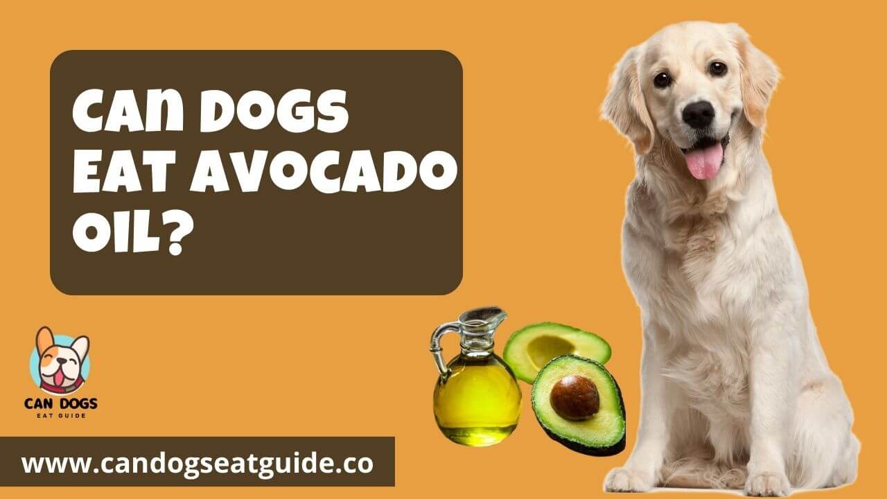 Can Dogs Eat Avocado Oil