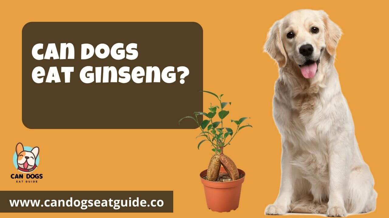 Can Dogs Eat Ginseng