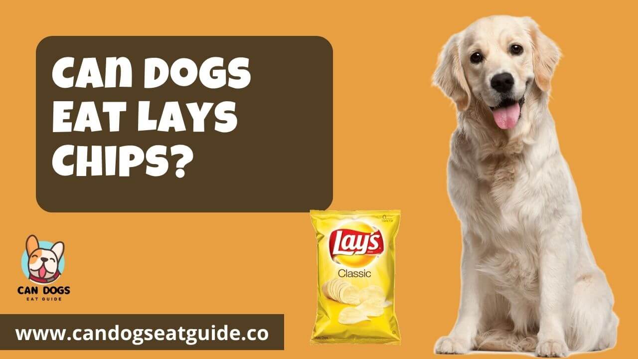 Can Dogs Eat Lays Chips