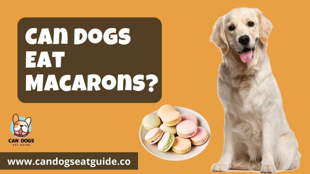 Can Dogs Eat Macarons