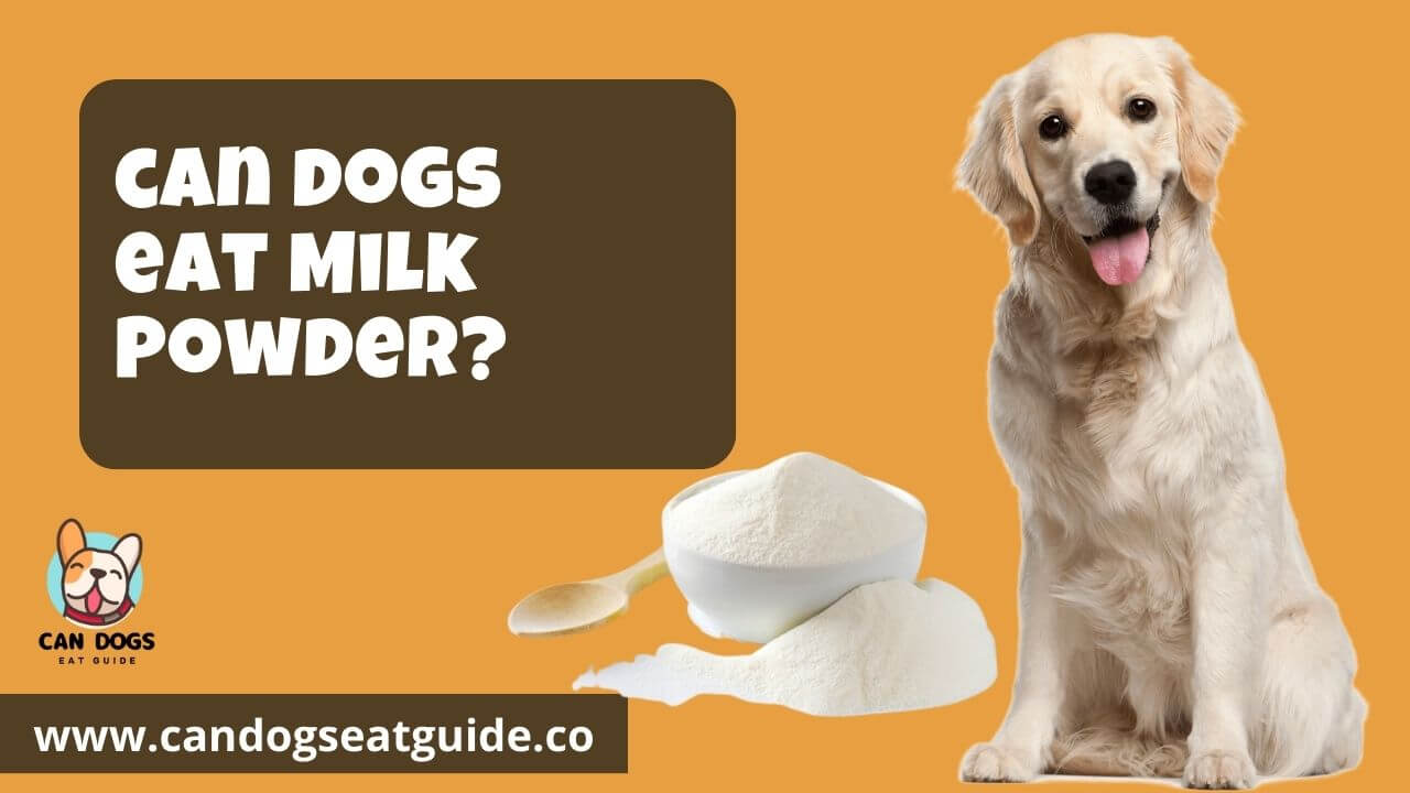 Can Dogs Eat Milk Powder