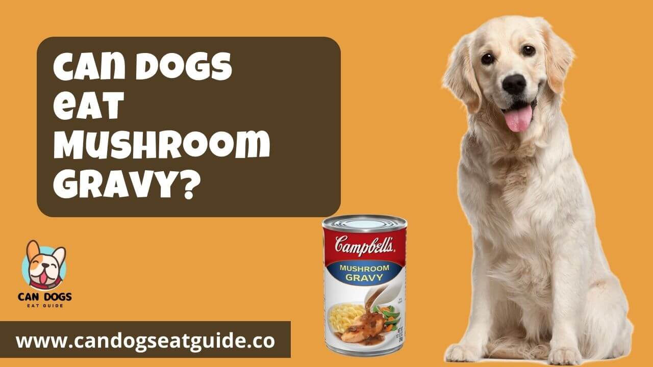 Can Dogs Eat Mushroom Gravy