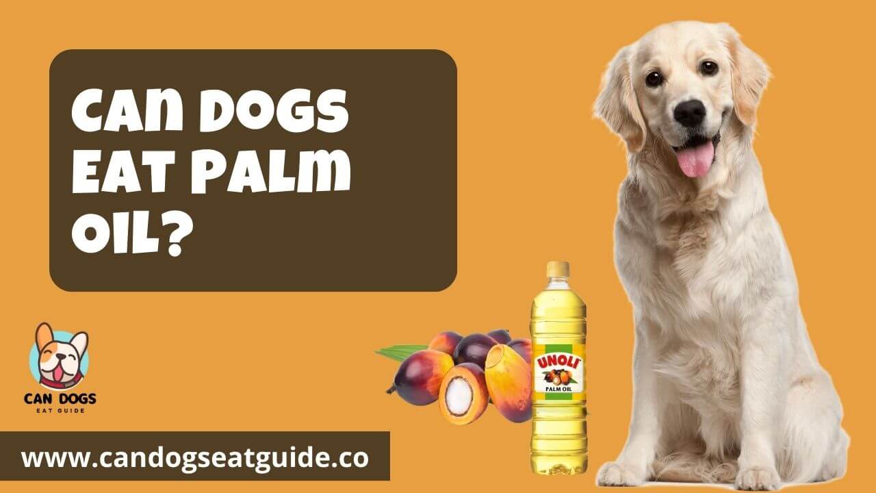 Can Dogs Eat Palm Oil