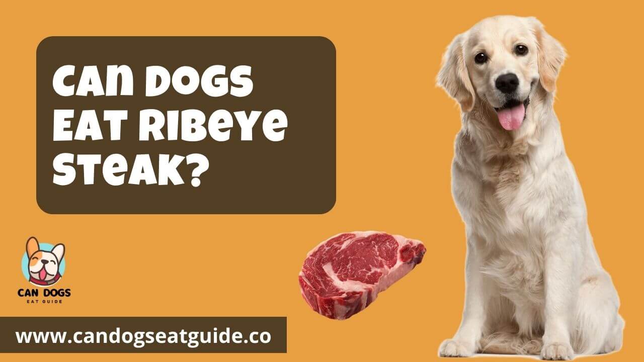 Can Dogs Eat Ribeye Steak