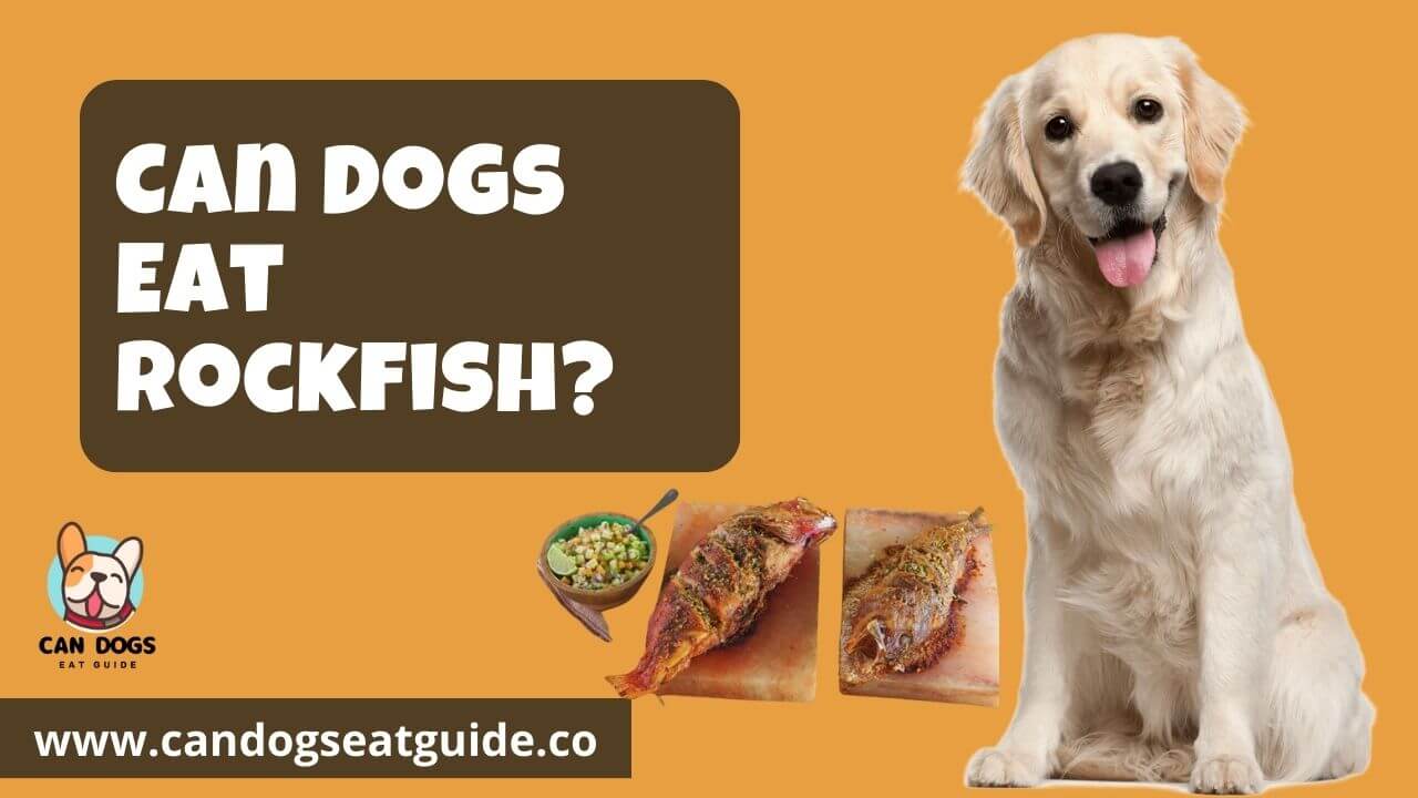 Can Dogs Eat Rockfish