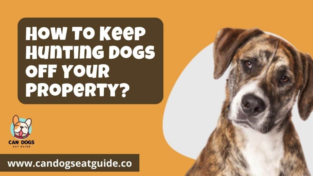 How To Keep Hunting Dogs Off Your Property