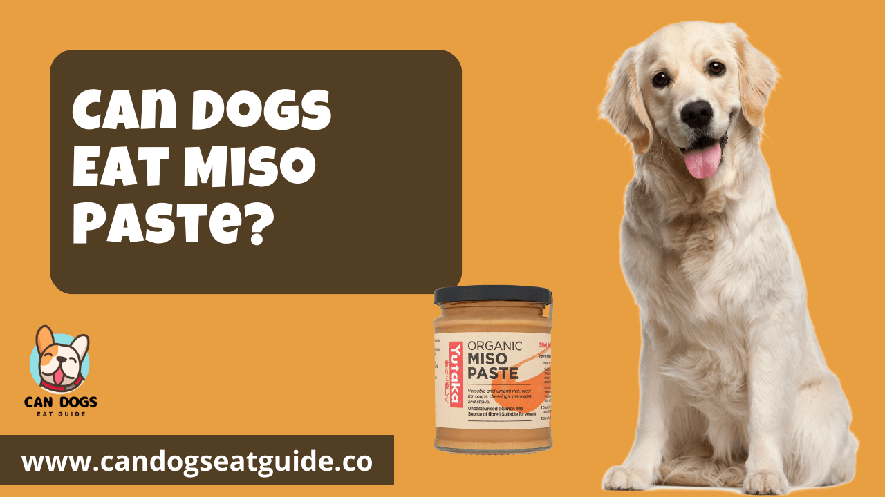 Can Dogs Eat Miso Paste