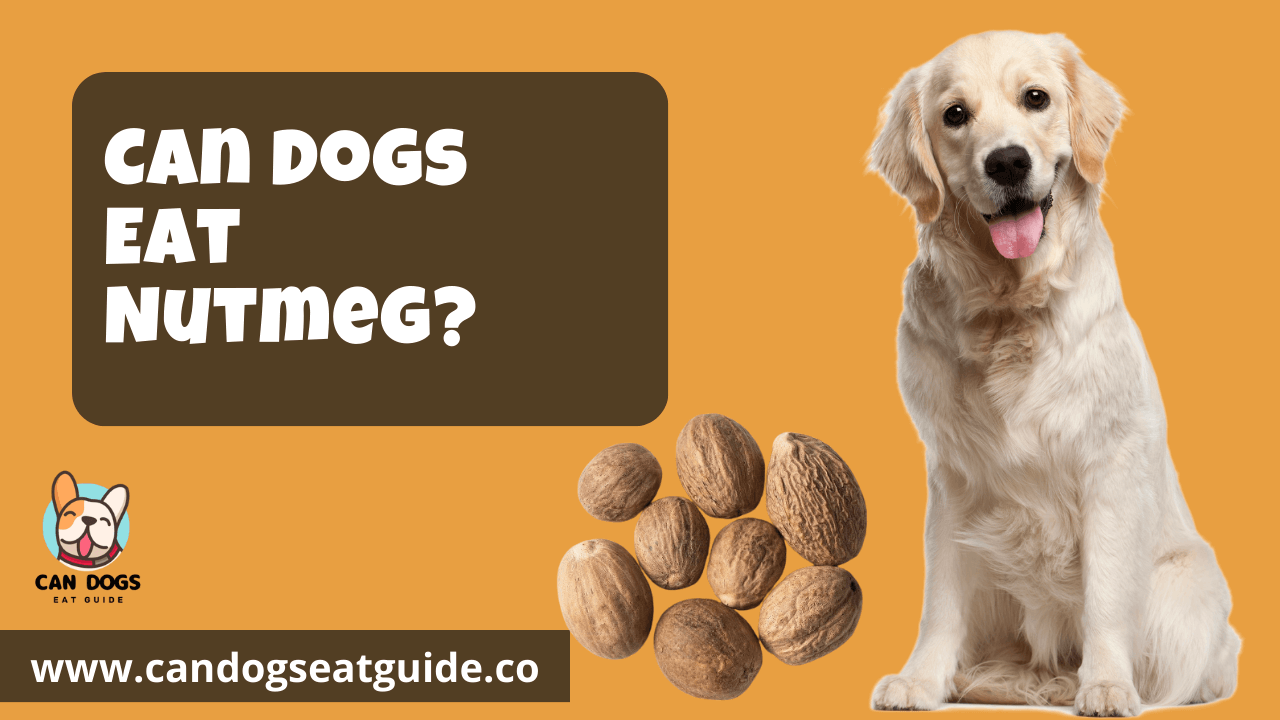 Can Dogs Eat Nutmeg