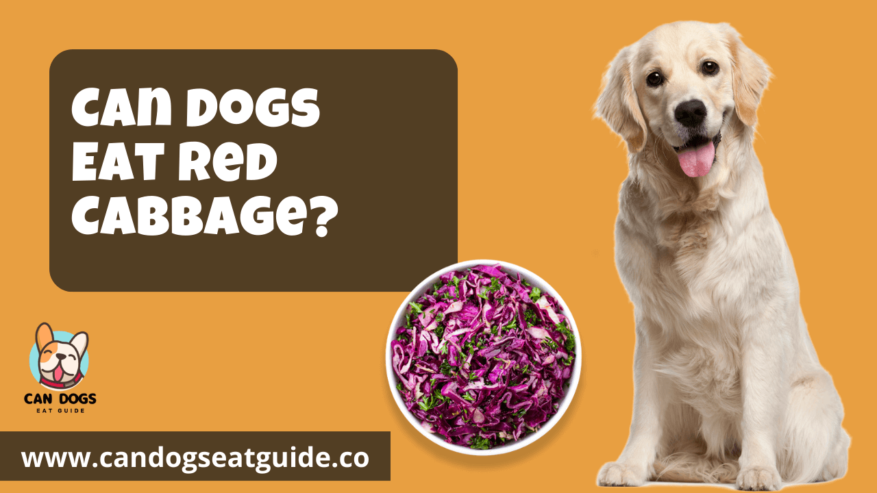 Can Dogs Eat Red Cabbage