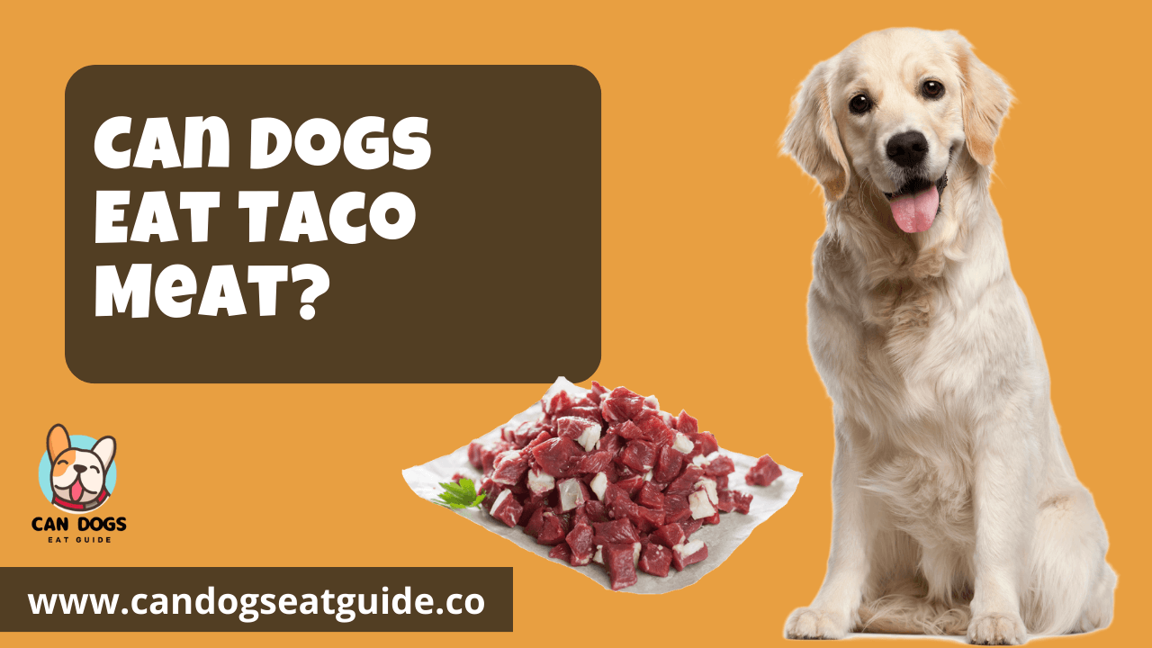 Can Dogs Eat Taco Meat