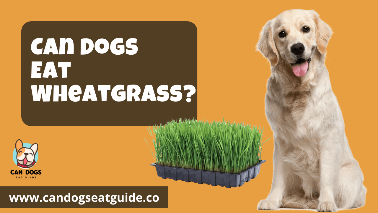 Can Dogs Eat Wheatgrass