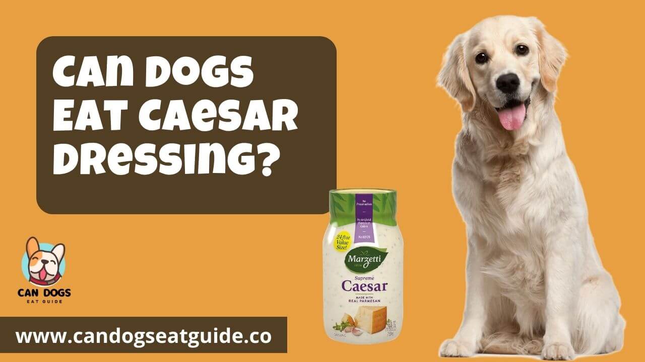 Can Dogs Eat Caesar Dressing