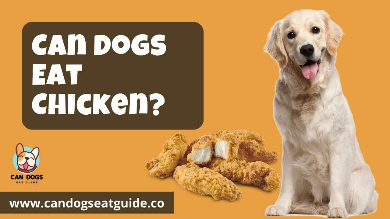 Can Dogs Eat Chicken