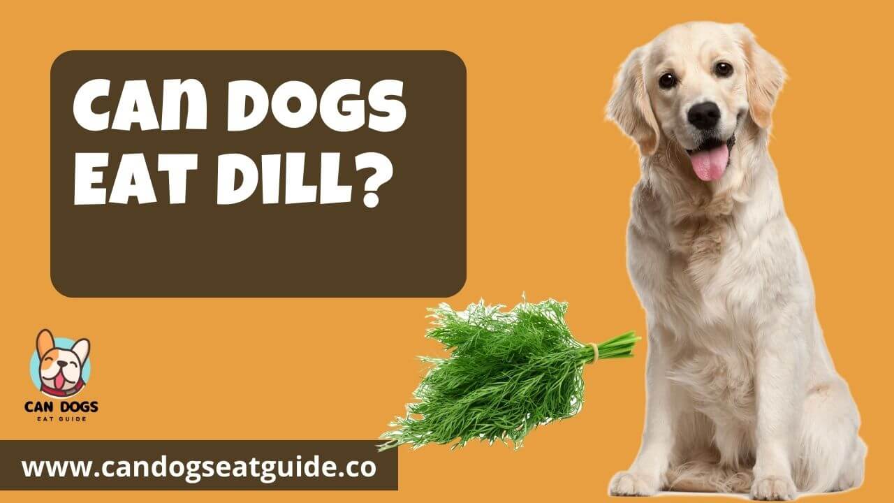 Can Dogs Eat Dill