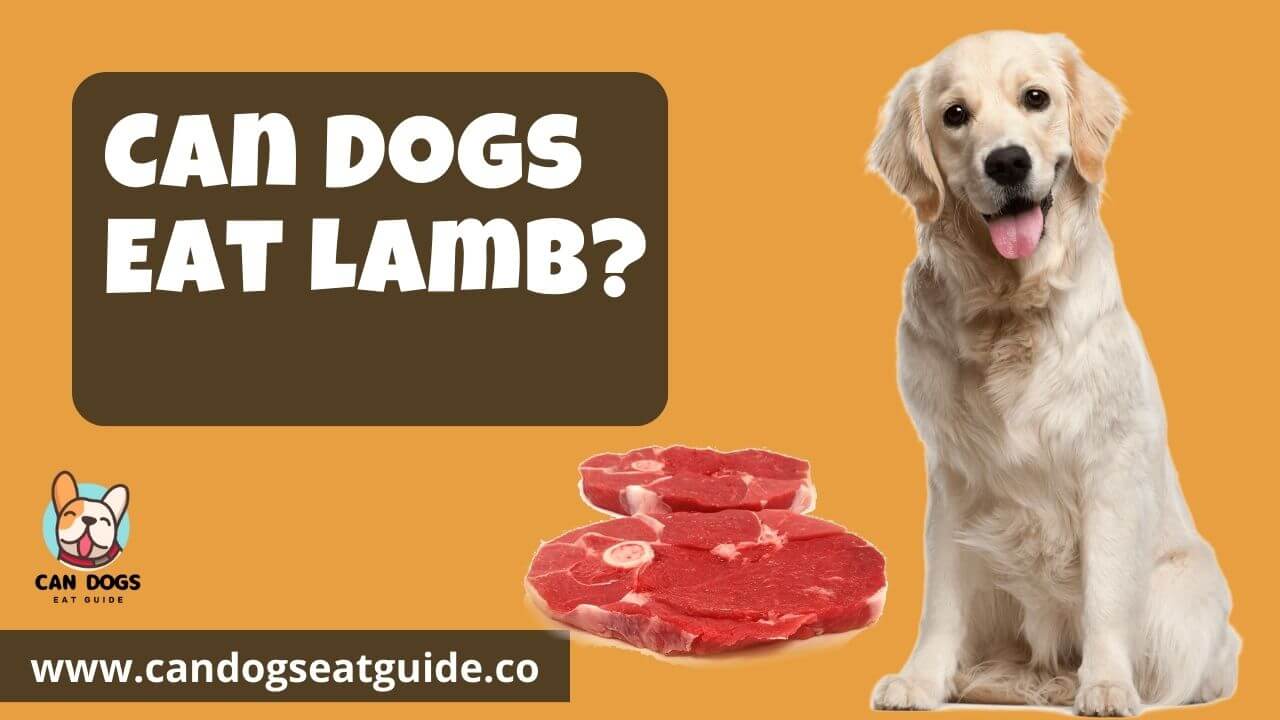 Can Dogs Eat Lamb