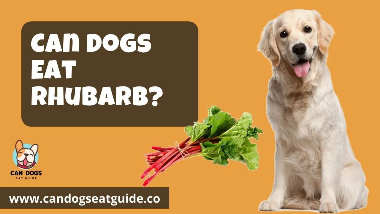 Can Dogs Eat Rhubarb