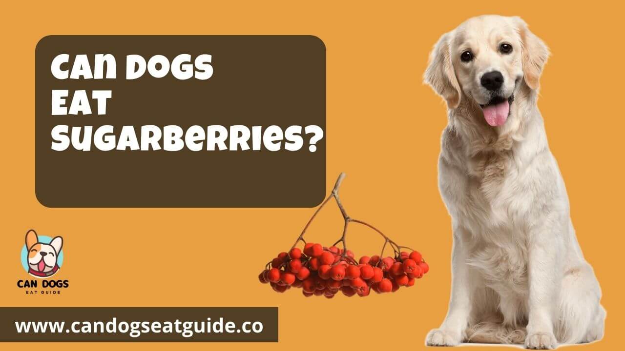 Can Dogs Eat Sugarberries