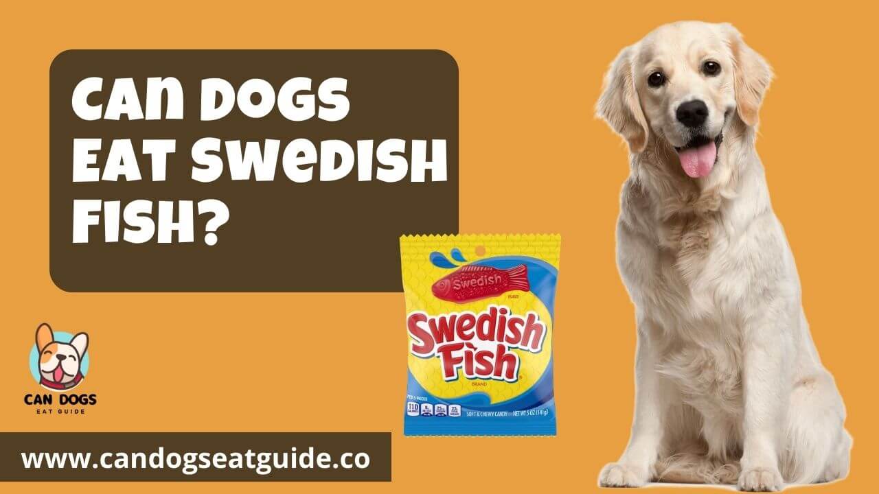 Can Dogs Eat Swedish Fish