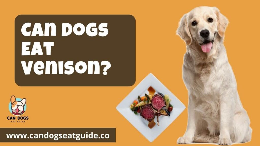 Can Dogs Eat Venison